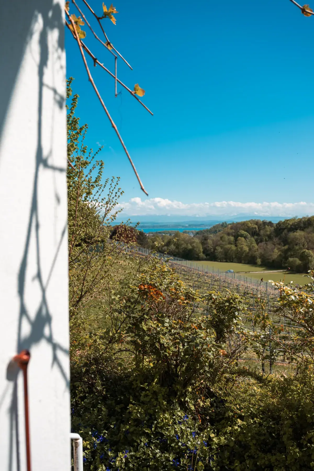 Vue depuis le cabanon sur le vignoble de Bôle et le lac de Neuchâtel
