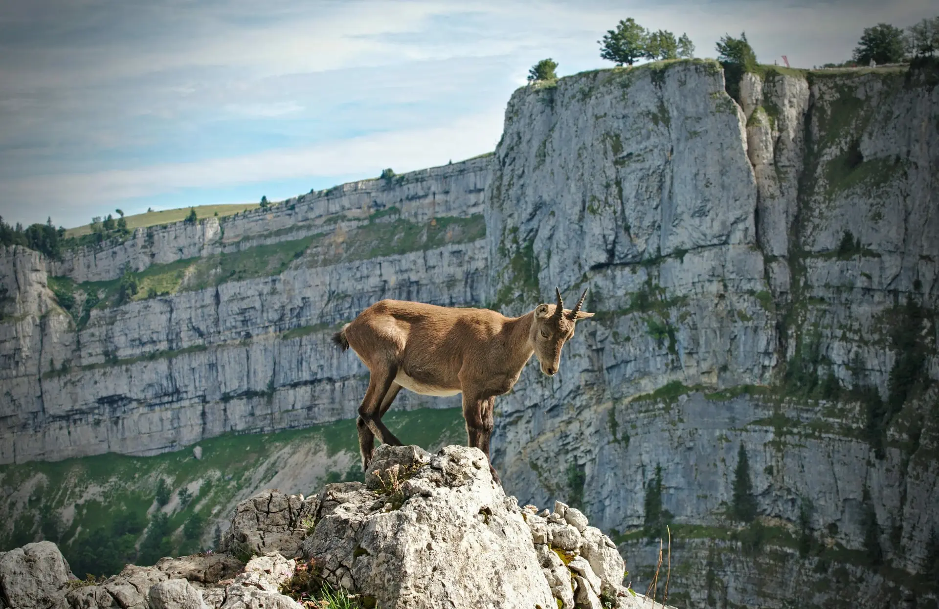 Bouquetin devant les falaises calcaires du Creux du Van