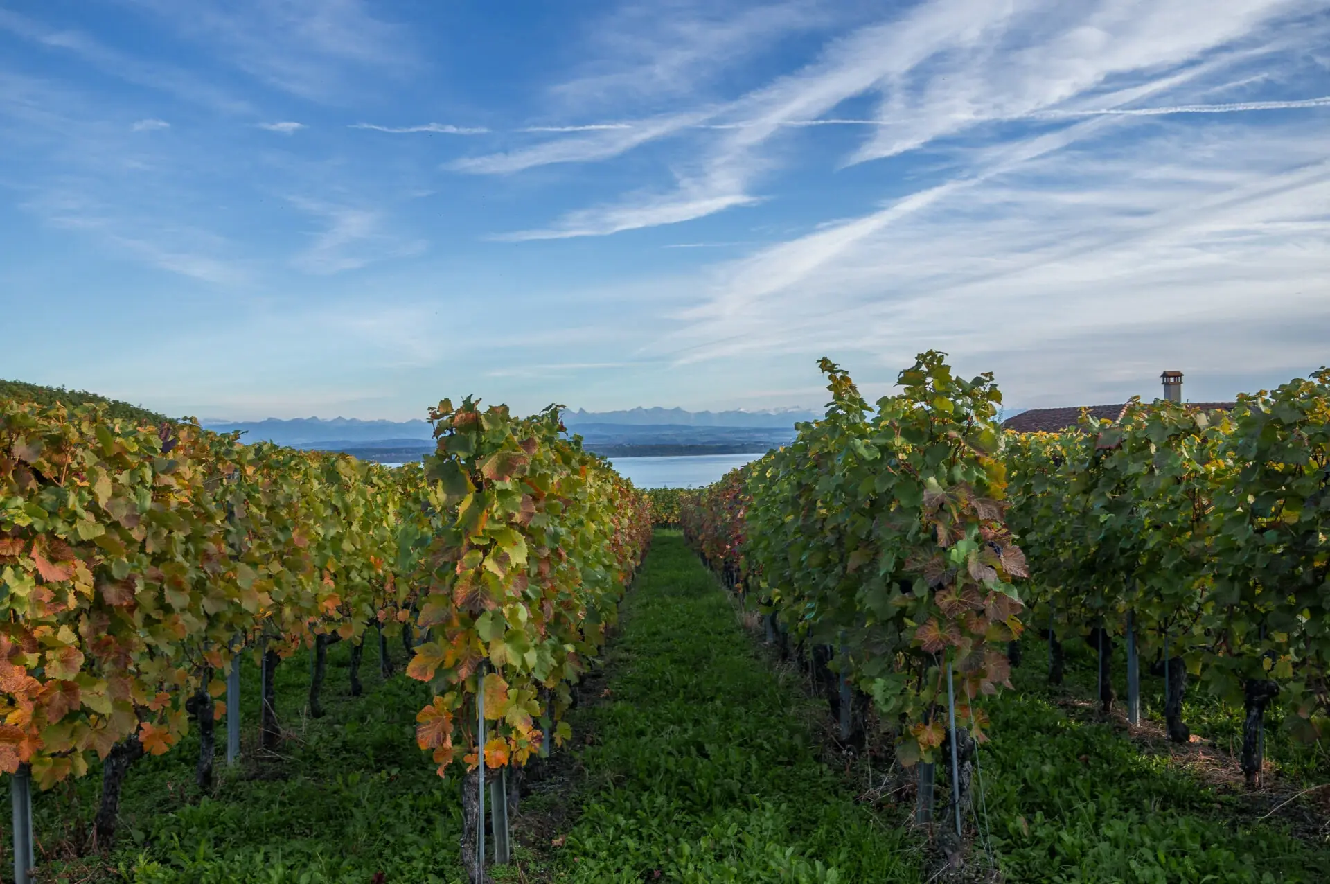 Vignes en automne au bord du lac de Neuchâtel, près de la Pointe du Grain